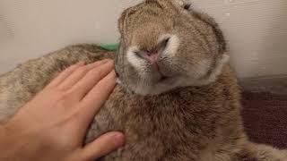 Flemish Giant Rabbit: Grooming