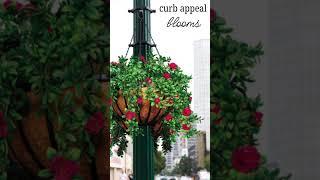 Elevate Urban Spaces with Durable Hanging Baskets for Cities & Commercial Projects