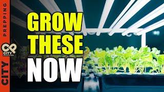 7 Easy Vegetables to Grow Indoors