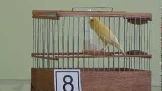 RUSSIAN CANARY-РУССКАЯ КАНАРЕЙКА - ПЛАНОВАЯ ПЕСНЯ!