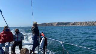 California Whale Watching at Dana Point Harbor #30