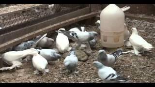 Russian Tumblers Part 2 Peredereyev Pigeons More babies in July of 2012 for sale call (941)276-1154