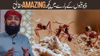 Ant Facts In Urdu  Choonti Ki Baray Mein Amazing  Maloomat - By Soban Attari