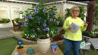 Phillip Watson Designs 1 pc Hibiscus Blue Chiffon Live Plant on QVC