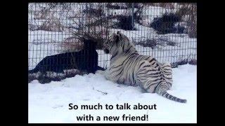 Leopard Shazam makes friends with Nikita a white tiger