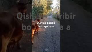 Qishloq baribir boshqacha