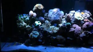 Marine aquarium tank