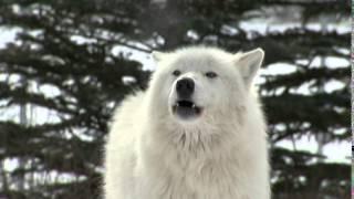 Wolf Dogs at the Yamnuska Sanctuary