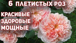 6 плетистых роз, заслужившие мах высокие оценки - сила, рост, красота, обильность цветения!