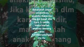 Motivasi petani mandiri~,^#farming