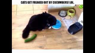 Cats Freaked Out By Cucumbers!