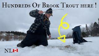 FISHING A SMALL FROZEN POND LOADED with BROOK TROUT ! Newfoundland Ice Fishing For Brook Trout