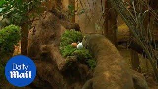 London Zoo set up Easter egg hunt for the animals - Daily Mail