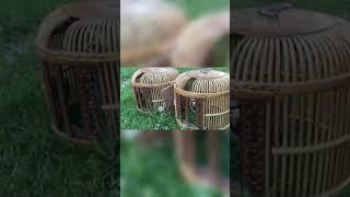 Keklik Sesi Efsane (Keklik Hengamesi) - الحجل طائر - куропатка - partridge