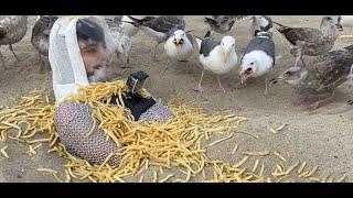 Seagull Fry Experiment I Ep. 12