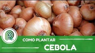 Cebola: saiba é qual a melhor época para o cultivo