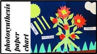 #paper chart#how to make chart of photosynthesis#diy chart of science project#3d chart of paper