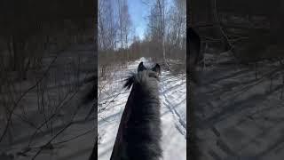 Погоняли с Харлеем