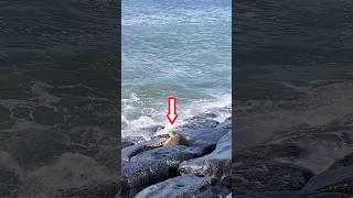 Man Helped a Turtle 