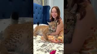 cat is cat no matter the size#cute #animal #lynx #cat