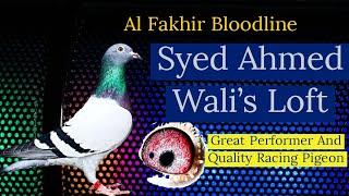 Al Fakhir Racing Pigeon Bloodline Of Syed Ahmed Wali's Loft | Racer Pigeon | Breeder Racing Pigeons