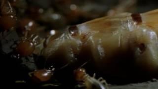 Her Majesty the Termite Queen | National Geographic