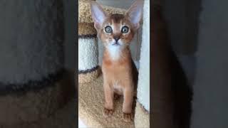 Abyssinian kitten