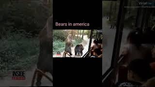 bears in america vs in russia #haha #russia #asia #bear #lol #usa #shorts