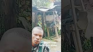 Profitable snail farming#agriculture#youthimpact #youthinagriculture