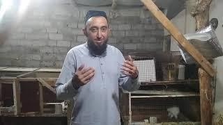 Quyonlar xaqida ikkita tavsiya / Два совета