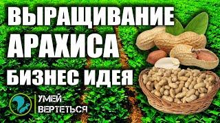 Выращивание арахиса. Бизнес идея