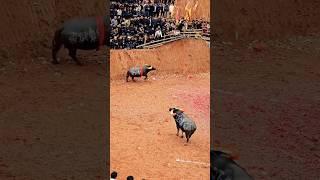 Last match for old Bull  #shorts #ytshorts #viralshorts #trendingshorts #bullwar #bullshorts #bull