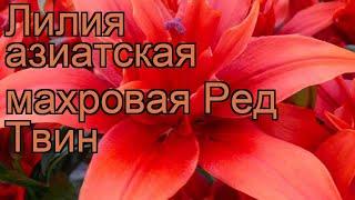 Лилия азиатская махровая Ред Твин  обзор: как сажать, луковицы лилии Ред Твин