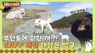 [TV 동물농장 레전드/SUB] 무인도에 갇힌 개?! 정작 해맑은 ENFP 백구! 풀버전 다시 보기 #TV동물농장 #AnimalFarm #SBSstory