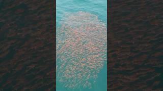 Colorado Pancakes #fishing  #outdoorskills  #beach #ocean #fish #fishinglife