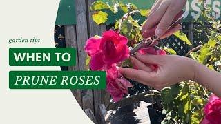 When To Prune Roses | Gardening Tips with J. Parker's