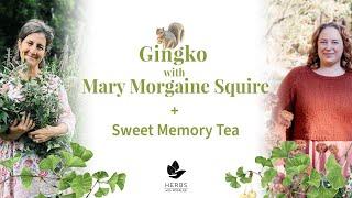 Gingko with Mary Morgaine Squire + Sweet Memory Tea recipe