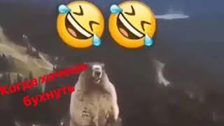 Как кричит Сурок