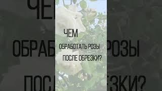 Чем обработать розы после обрезки? 