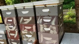 Thanks David Burns & Vino Farm For Beekeeping Info, But What About The Toxic Chemicals!