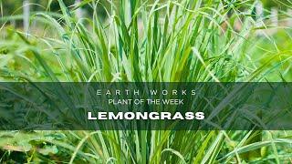 TIPS AND TRICKS FOR LEMONGRASS