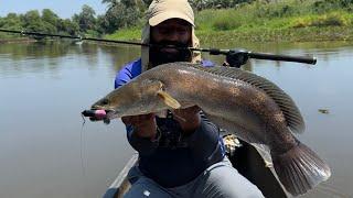 Giant size Vaha fish  #snakehead #fishinglife