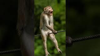 Love#laughoutloud#fun#comedy#funzone#sweet#cute#animalworld#birdslyf#everythingistressureovnature##