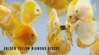 Top 8 Types of Discus Fish - Jenis Jenis Ikan Discus Tercantik