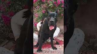 This dog is creating the new generation 734