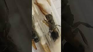 Cephalotes atratus муравей-черепаха