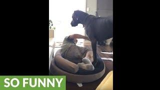 Here's why you don't mess with a Great Dane's bed