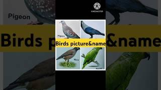 Birds picture&name#gk#evs#play school#learning#short video