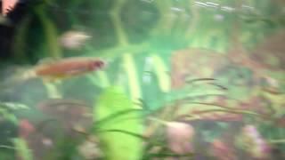 Stumpy. A Zebra Danio who survived.