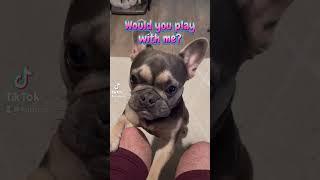 #frenchbulldoglover #dogbreed #puppy #franchbulldog #funny #bulldog #pets